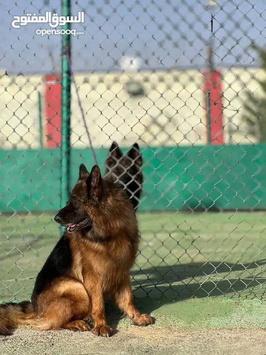 German shepherd
