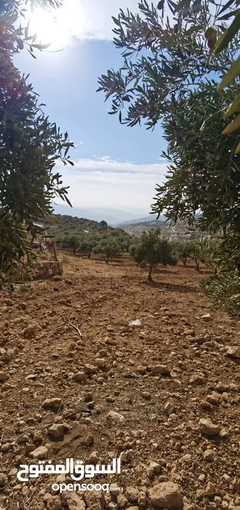 فرصة مغرية جدا لشراء ارض 4013 متر مربع للبيع بسعر مغري جدا في اجمل مناطق جرش واقربها لعمان