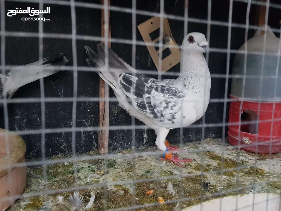3 اجواز حمام شغالات للبيع