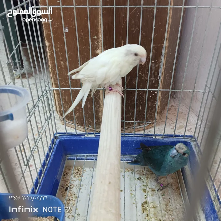 ببغاء جرين شك أليف