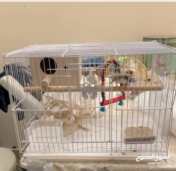 Bird cage including zebra finches