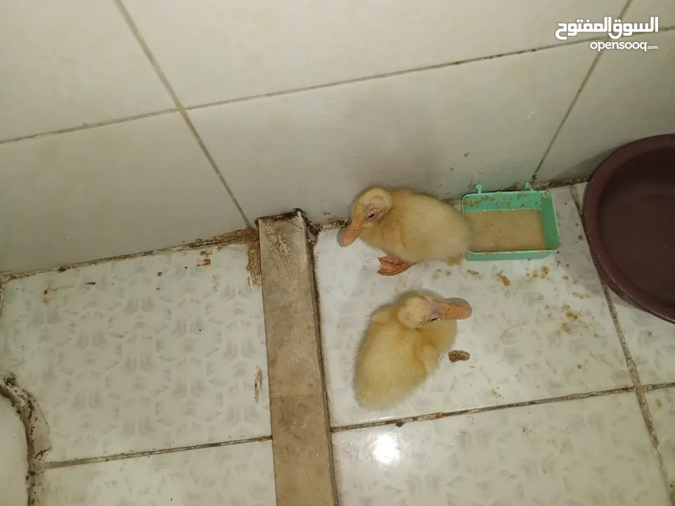 قفص مع بطتين   للبيع المستعجل