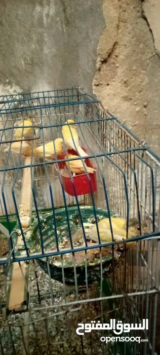 جوز شغلات بصلاة على النبي ثاني بطن معهن أربع فراخ