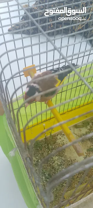 حسون ماشاءالله