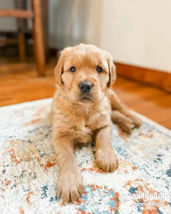 Golden retriever puppies