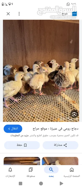 مطلوب مطلوب  فروخ دجاج رومي