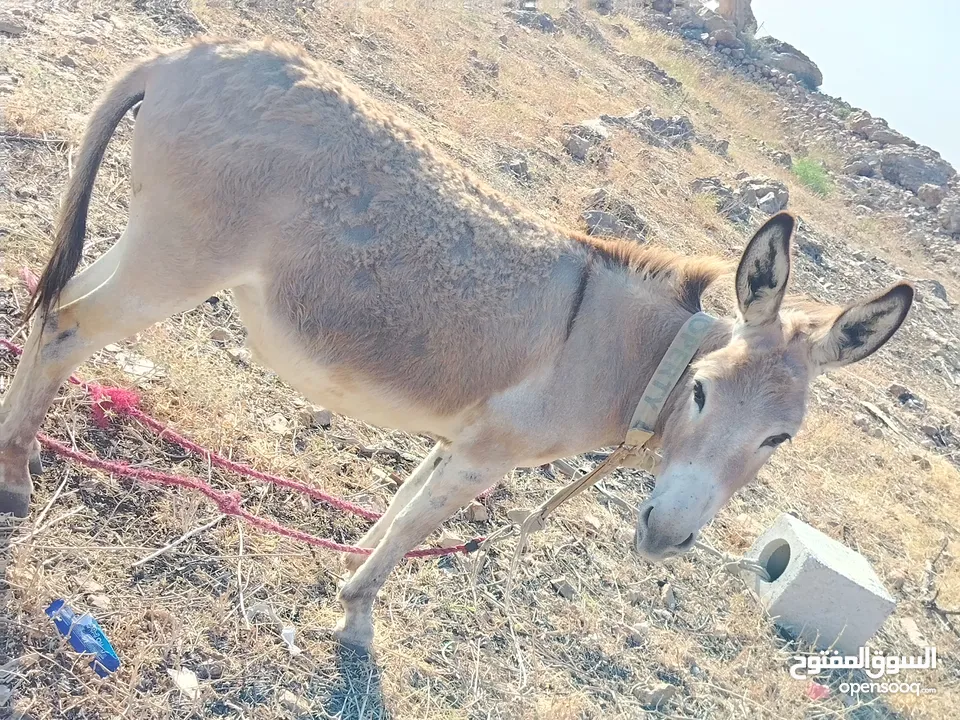 احماره للبيع