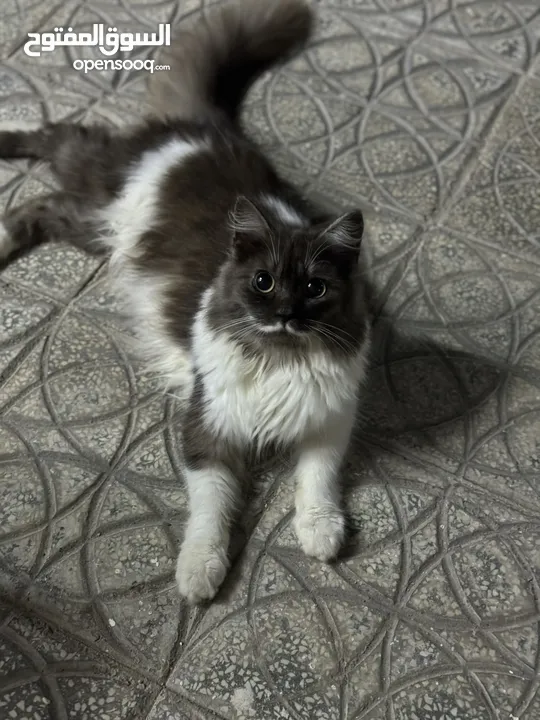 قطط شيرازي مون فيس