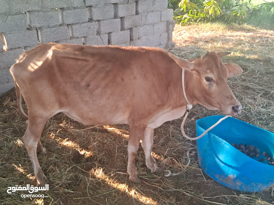 300     বা কার বিয়ে