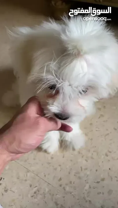 فرينش تيرير صغير عمره 4 شهور