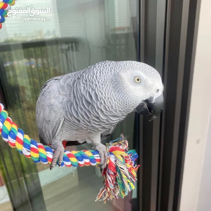 African grey parrot and mac