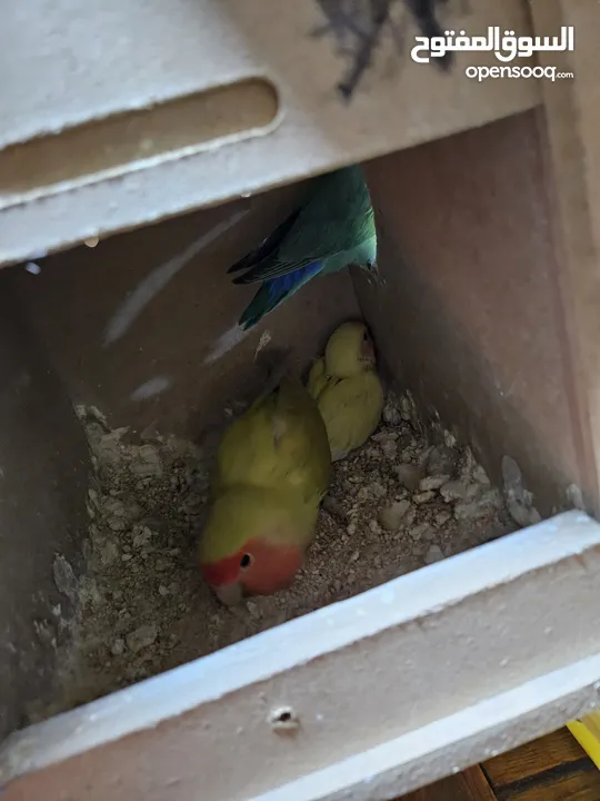 جوز روز معاهم فرخ عمر ست اشهر