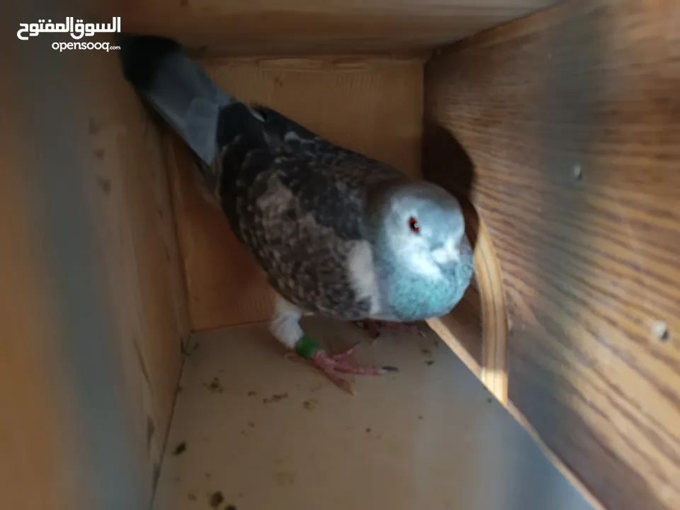 حمام زاجل طير انثي