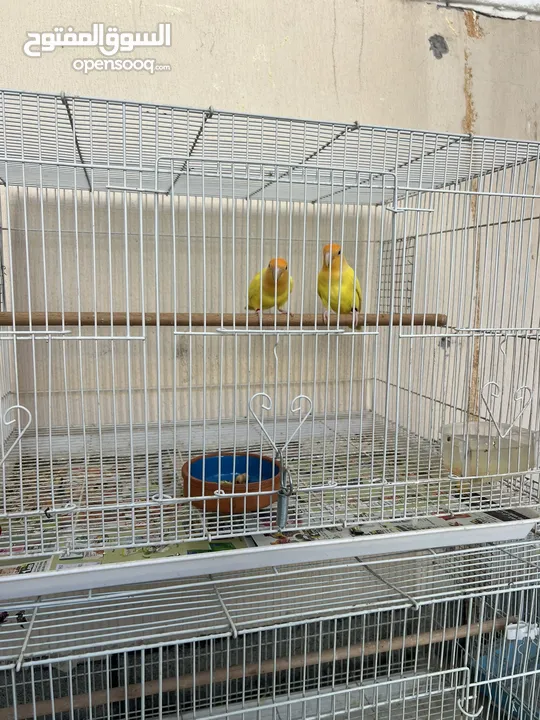 Cocktail albino love birds orange