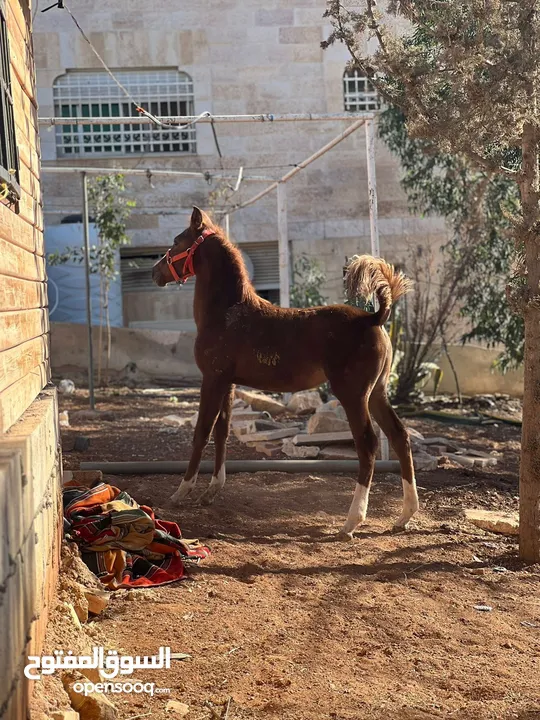 مهرة انجليزية و مهرة عربية محجلة اربعة نخب