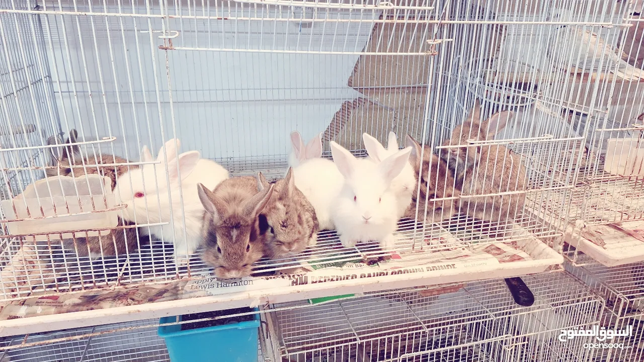 RABBIT FOR SALE