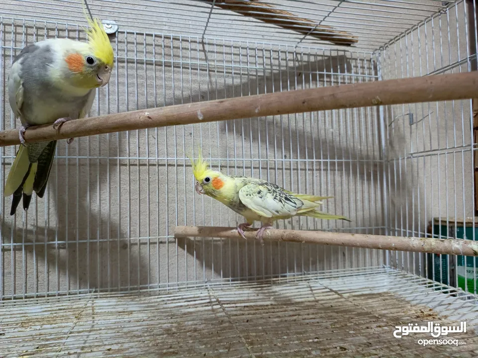 budgies and canary and cocktail for sale