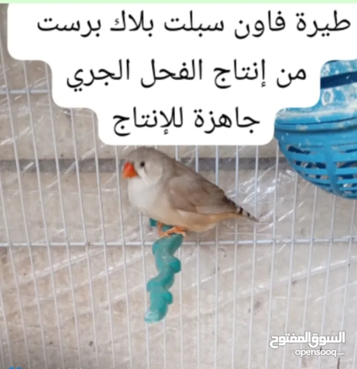 جوز وذكر جنة جامبو وذكر هوجو