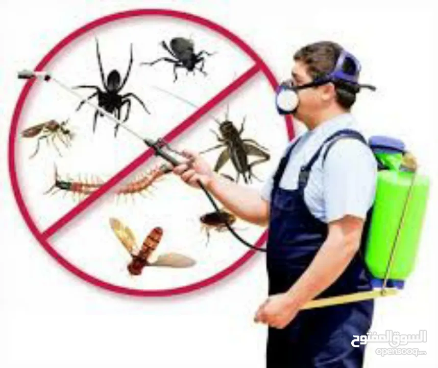 شركة الصفوة لمكافحة الحشرات (الكتن والقمل والصراصير والارضة والفئران