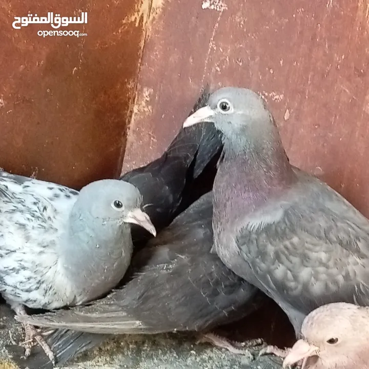 زغاليل بلدي شغل حشي حجم كبير