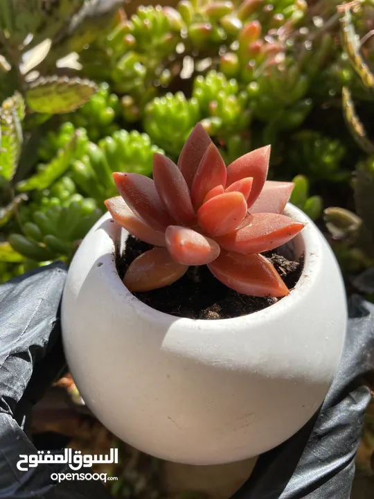 توزيعات هدايا