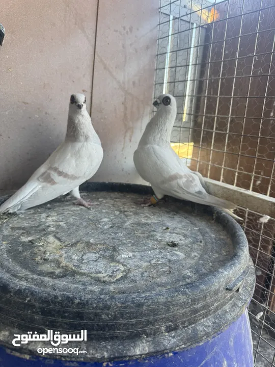 جوز بواز حمر