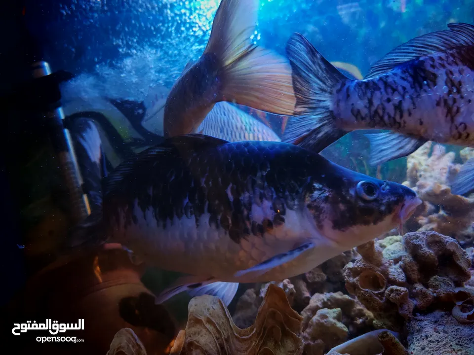 سمك للبيع كبير بعيش شتاء وصيف قوي سمك قرو بعيش جميع انواع الأحواض