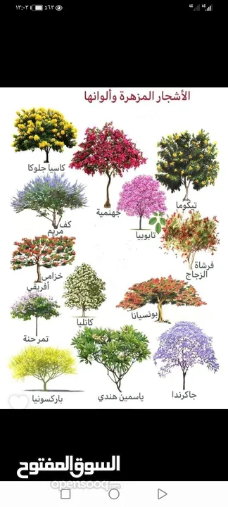 جميع انواع الشتلات الطبيعي والزهور الثيل الطبيعي والصناعي والنخيل العربي والواشنطنيا وشبكات الري