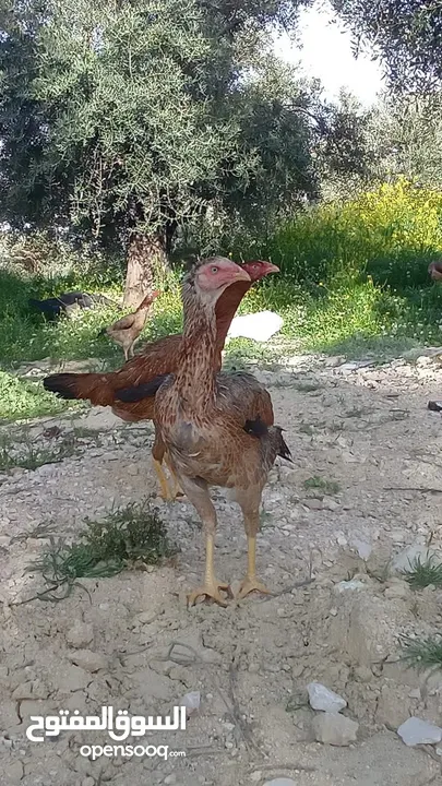 متاح بيض باكستاني خط اول..