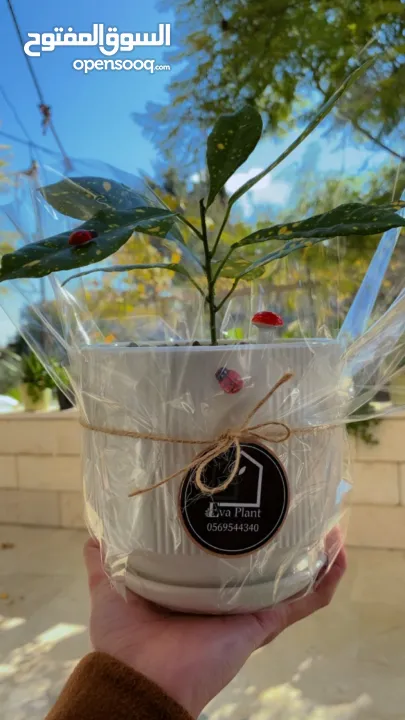 نباتات داخلية طبيعية