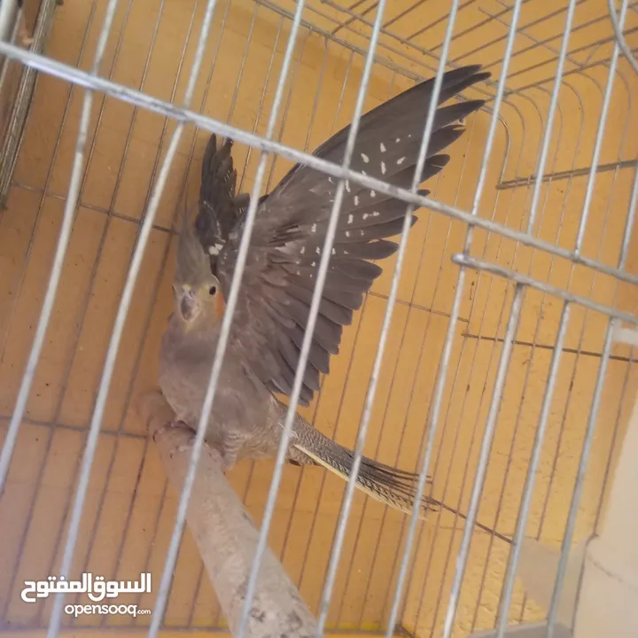 جوز كوكتيل نخب تحتهم بيض مع قفص كاسكو حجم كبير سعر حررررق