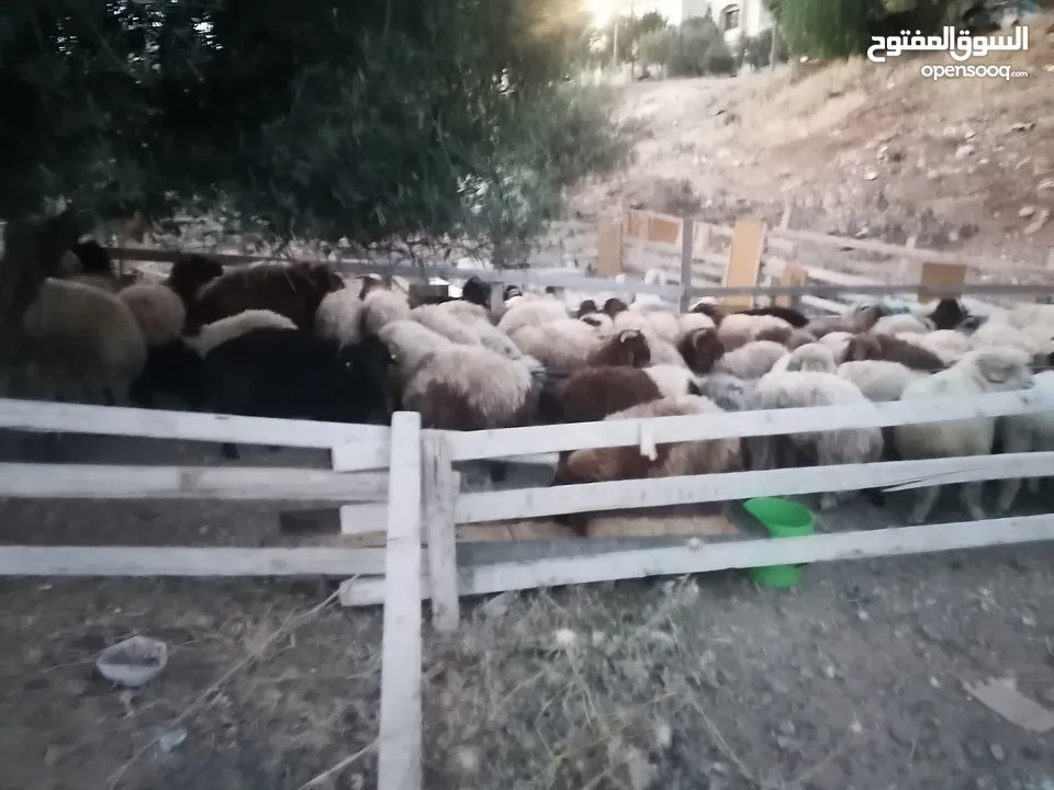 اضاحي  اوزان  مختلفة