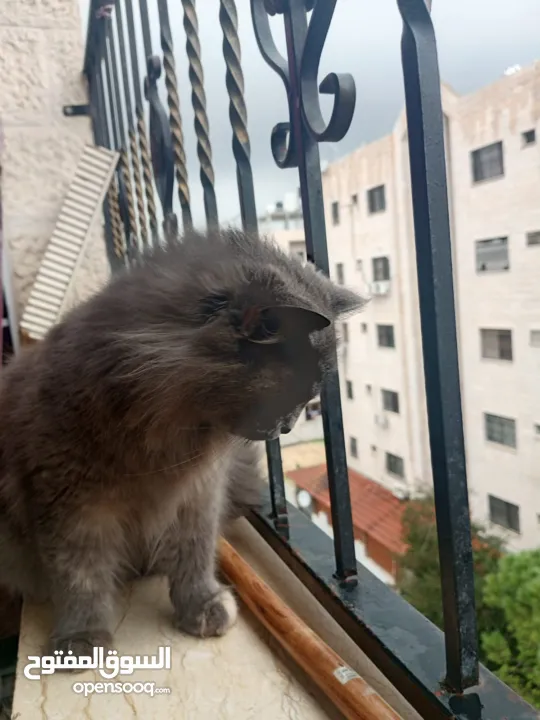 قطة شيرازي مخلوط مع بريطاني