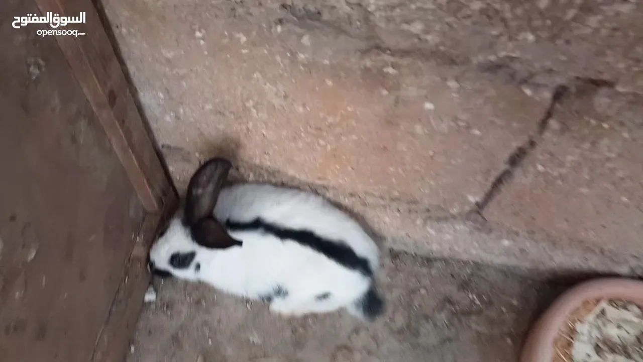 اناثي بابيون عدد 2 قابل للبدل على اناثي  اقرا الوصف