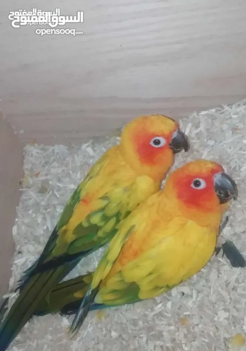 ببغاء sun conure  دبل جامبو.. منتج