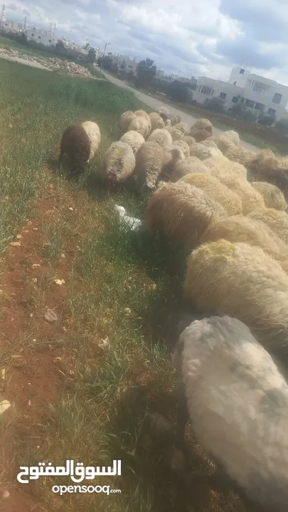 نيسان صني 97 وتماتيك جنط
