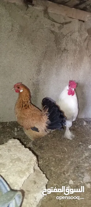 ست صيصان من هاي البزرة الناعمة  شامو مقزم