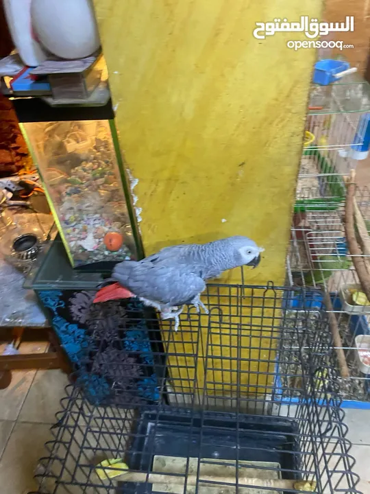 موجود كاسكو متكلم واليف بيطلع عاليد وبحب يلعب