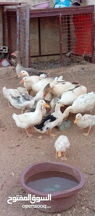 موجود وز وبط قطعه وحده