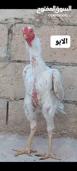 صيصان وديوك باكستاني