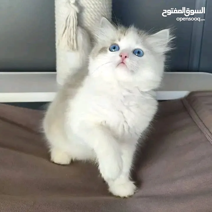 males and females Ragdoll kittens for Adoption, they are pure bred ragdoll kitten. UAE bred.