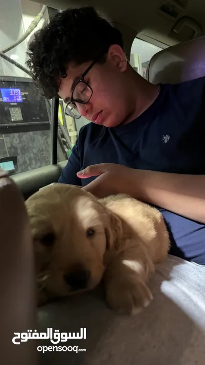 puppy Golden Retriever جرو جولدن رتريفر