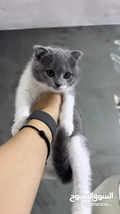 قطط سكوتش فولد موقي للبيع ‏Scottish Fold Moogie Kittens