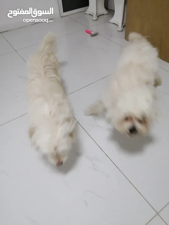 انثى فرنش تيرير عمر شهرين   puppy 2-months female - French Terrier