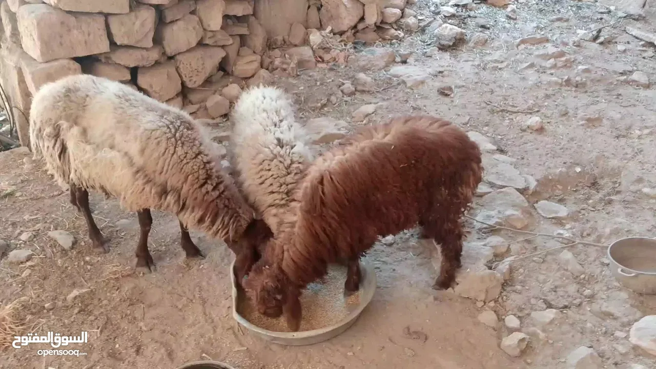 خرفان اثنين بسم الله ما شاء الله واحد عمر ست شهور وواحد عمر خمس شهور ونص