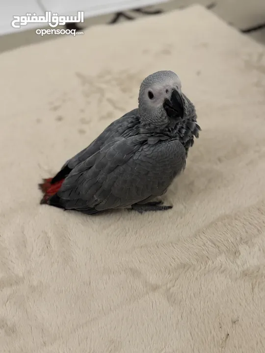 ‎فرخ كاسكو انتاج محلي - African gray parrots local breeding