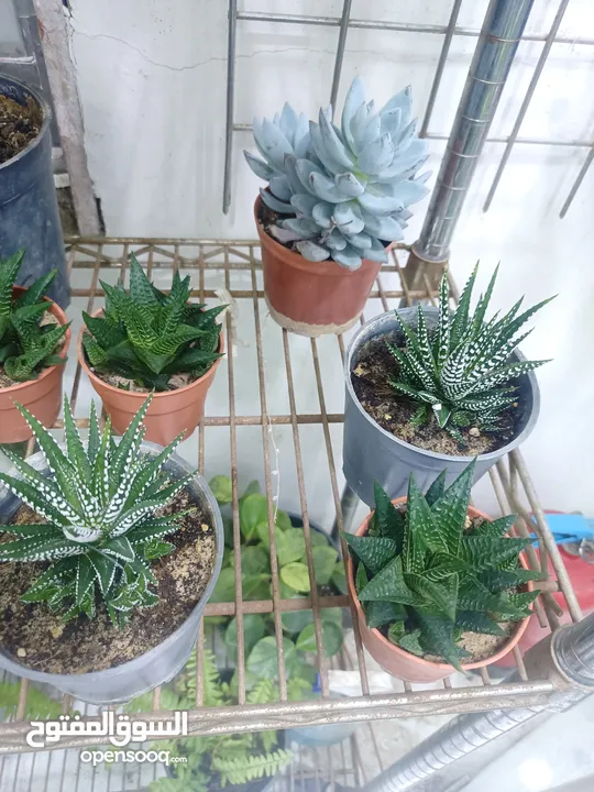 best plants available