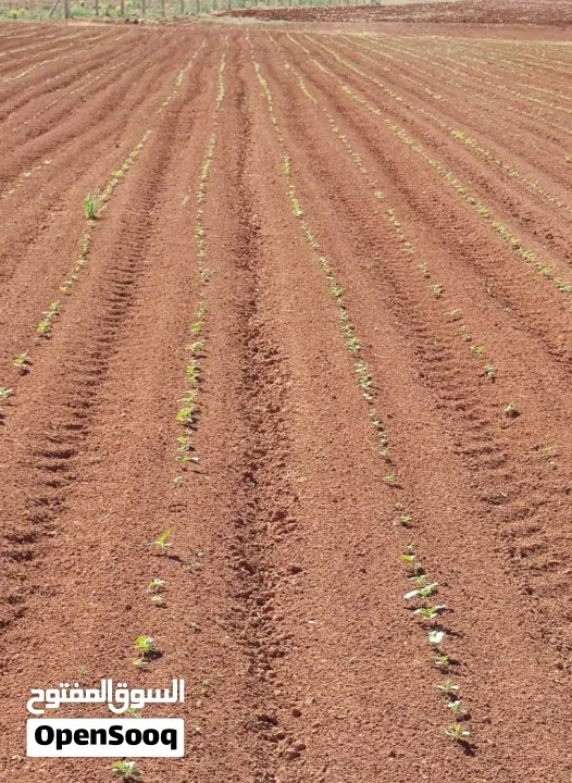 نِيغده – بور (Niğde – Bor) من أجمل وأخصب المناطق الزراعية في تركيا للبيع 10 ألف دونم ارض زراعية