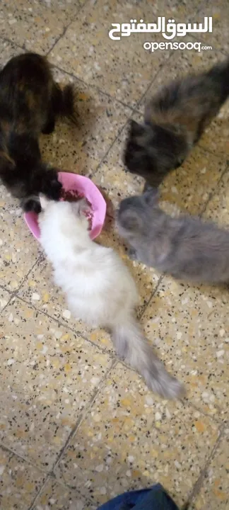 اربعة قطط للبيع الام وكتناتها