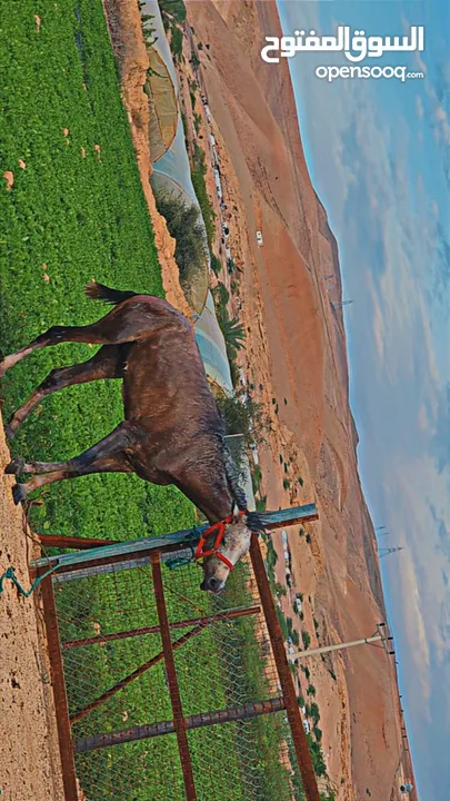 حصان عربي مسجل للبيع